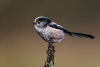 Long-tailed-Tit
