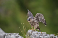 Peregrine (juv)