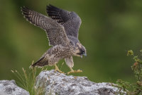 Peregrine (juv)