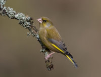 Greenfinch(m)