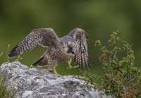 Peregrine (juv)