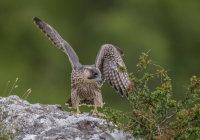 Peregrine (juv)