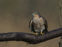 Sparrowhawk (m)