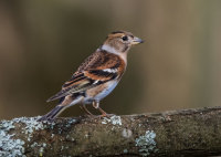 Brambling (f)