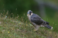 Peregrine (juv)