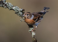 Brambling (f)