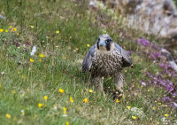 Peregrine (juv)