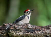 Great-spotted-Woodpecker (juv)