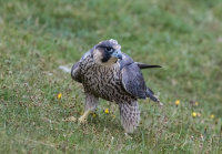 Peregrine (juv)