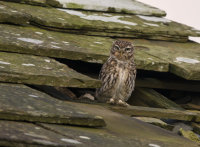 Little-Owl