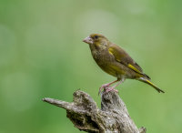 Greenfinch (m)
