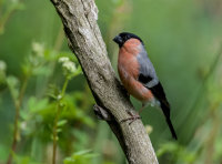 Bullfinch (m)
