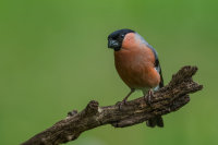 Bullfinch (m)