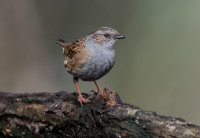 Dunnock