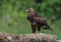 Buzzard