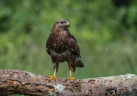 Buzzard