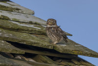 Little-Owl