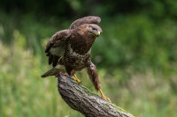 Buzzard (m)