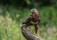 Buzzard (m)