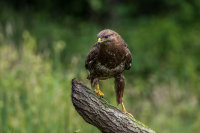 Buzzard (m)