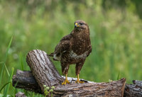 Buzzard (m)