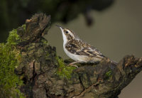 Treecreeper