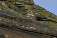 Little-Owl