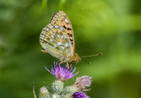 Dark-Green-Fritillary