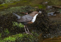 Dipper