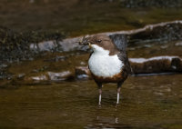 Dipper