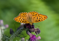 Dark-Green-Fritillary