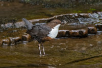 Dipper