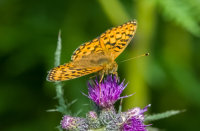 Dark-Green-Fritillary