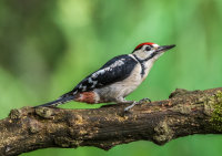 Great-spotted-Woodpecker (juv)