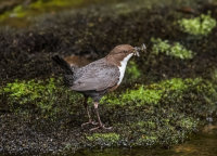 Dipper
