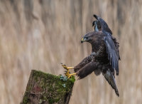 Buzzard