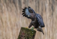 Buzzard