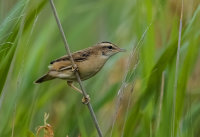 Sedge-Warbler (juv)