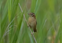 Sedge-Warbler (juv)
