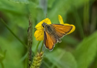Small-Skipper