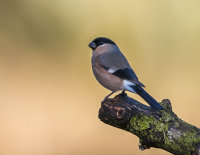 Bullfinch (f)