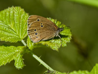 Ringlet