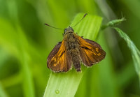 Large-Skipper