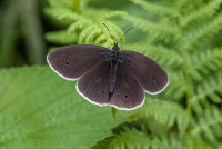 Ringlet