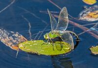 Emperor-Dragonfly (f)
