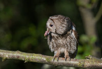 Tawny-Owl (m)