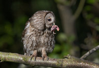 Tawny-Owl (m)