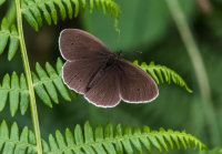 Ringlet