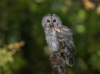 Tawny-Owl (m)