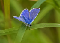 Common-Blue